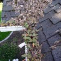 clogged gutters 
